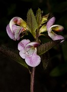 Pedicularis racemosa - Parrot's Bill 19-8782